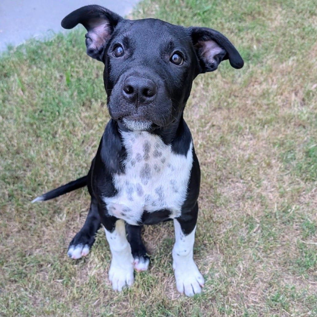Photo of Jude D70575, adoptable Terrier, American Pit Bull / Mix in Minnesota, Minnesota