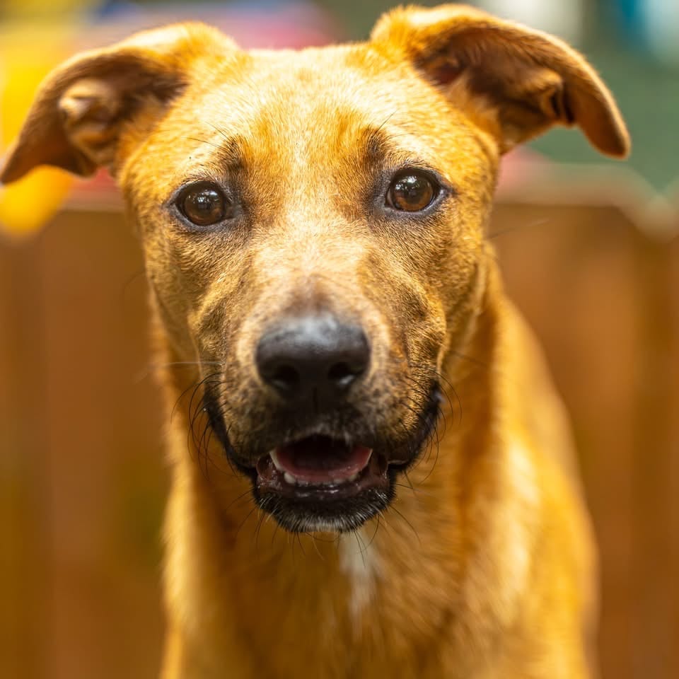 Photo of Maliboo, adoptable Mixed Breed (Medium) in Decatur, Georgia