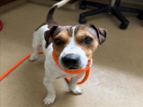 Photo of Milo, adoptable Jack Russell Terrier (Parson Russell Terrier) in Derwood, Maryland
