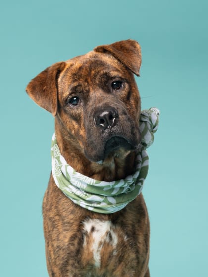 Photo of Doogie, adoptable dog in Atlanta, Georgia