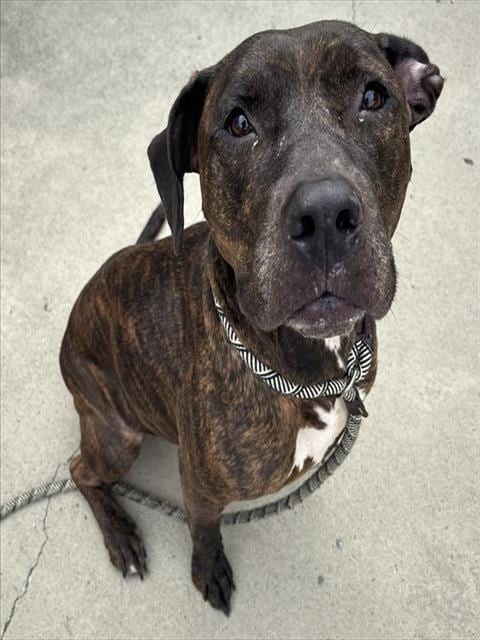 Photo of Nala, adoptable Pit Bull Terrier in Palmetto, Florida