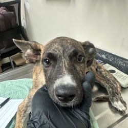 Photo of AirConditioner, adoptable Shepherd (Unknown Type) Mixed Breed (Medium) in Lakeland, Florida