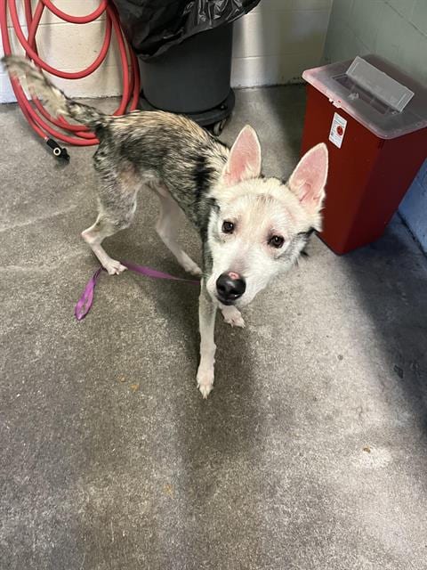 Photo of Humphrey, adoptable Husky in Sacramento, California
