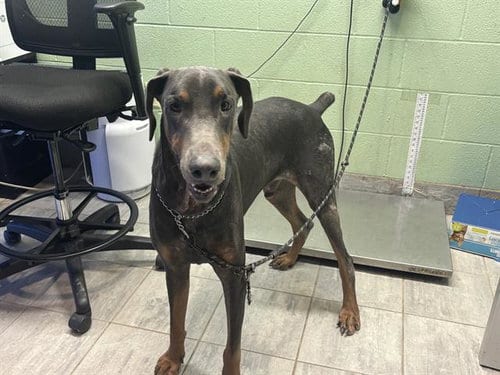 Photo of Dare Devil, adoptable Doberman Pinscher in Grand Prairie, Texas