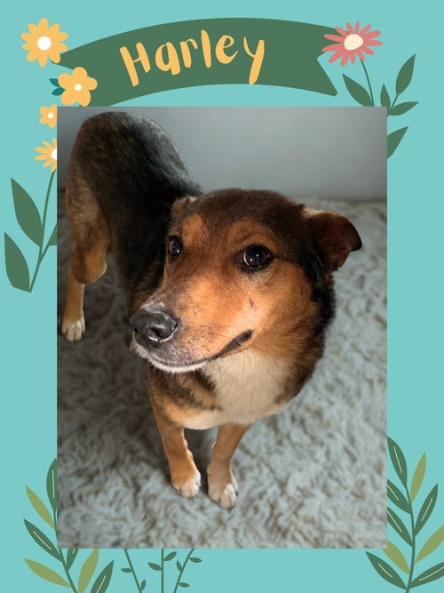 Photo of Harley Quinn, adoptable Shepherd in Las Vegas, New Mexico