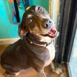 Photo of Pasta, adoptable Hound (Unknown Type) Labrador Retriever in Stephenville, Texas