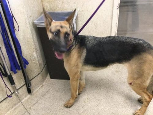 Photo of Jellybean, adoptable German Shepherd Dog in Riverside, California
