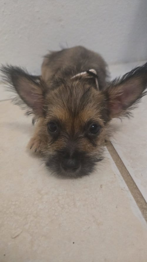 Photo of Benji, adoptable Chihuahua in Virginia Beach, Virginia