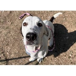 Photo of Milo, adoptable Basset Hound in Pueblo, Colorado