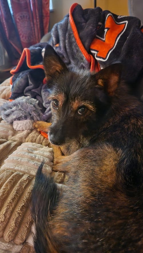Photo of Miss Frizzle, adoptable Yorkshire Terrier Yorkie in Alexandria, Kentucky
