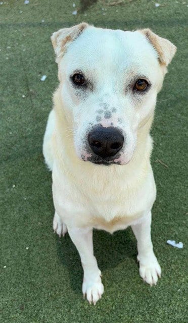 Photo of Colby, adoptable Labrador Retriever in Pasadena, Texas
