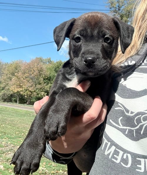 Photo of Zoey, adoptable Pit Bull Terrier in Clarkston, Michigan