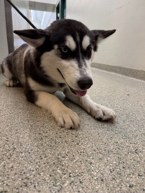 Photo of Wolfie, adoptable Siberian Husky in Fremont, California