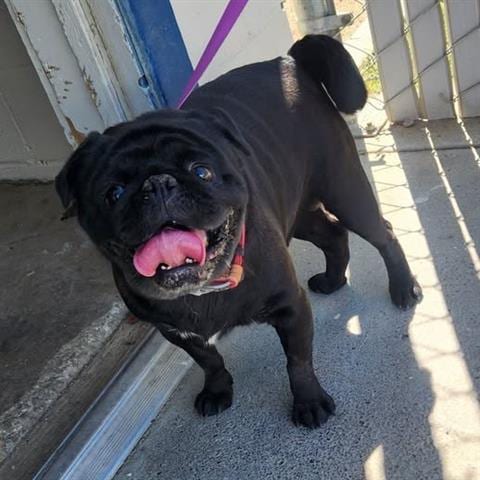 Photo of Nathan, adoptable Pug in San Martin, California