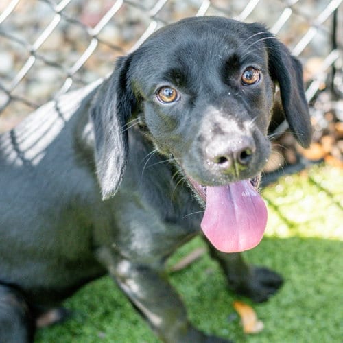 Photo of Snoop, adoptable Cocker Spaniel in Hilton Head, South Carolina