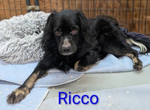 Photo of Ricco, adoptable Terrier in Yreka, California