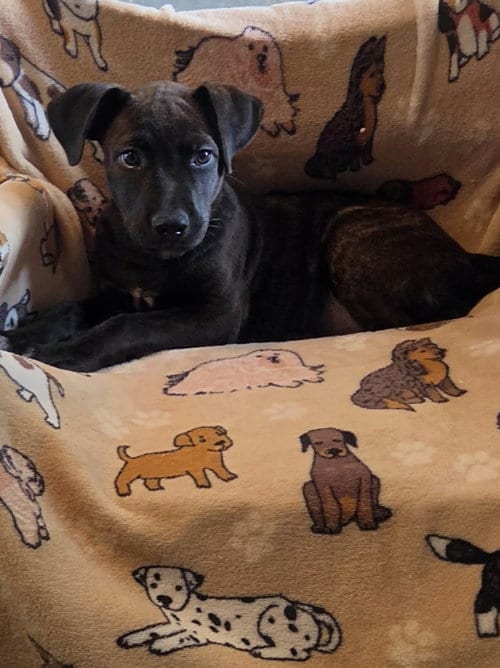 Photo of Daphne (NY-Shari), adoptable Labrador Retriever in SHERBURNE, New York