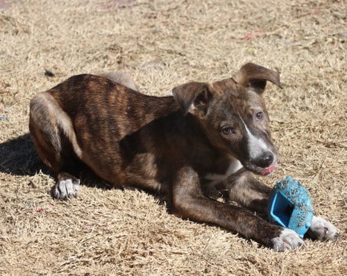 Photo of Comet, adoptable Unknown breed / mixed in Pflugerville, Texas