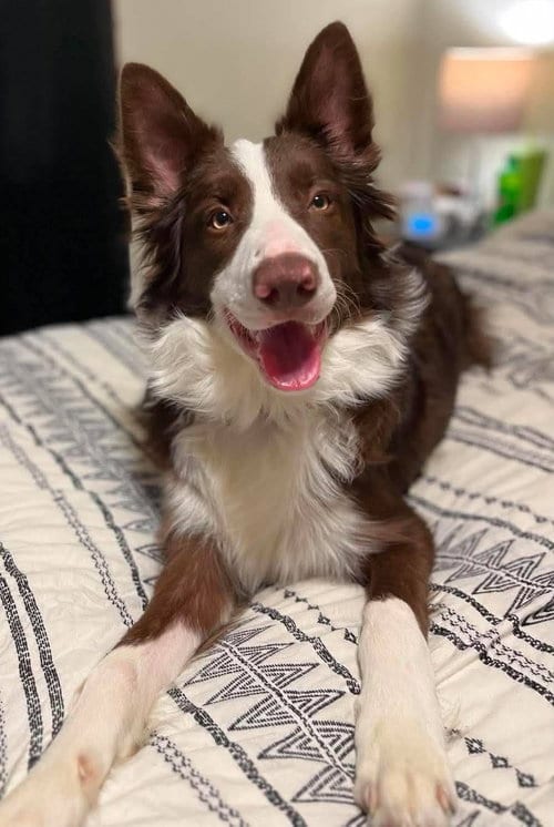 Photo of Eddy, adoptable Border Collie in Berwick, Pennsylvania