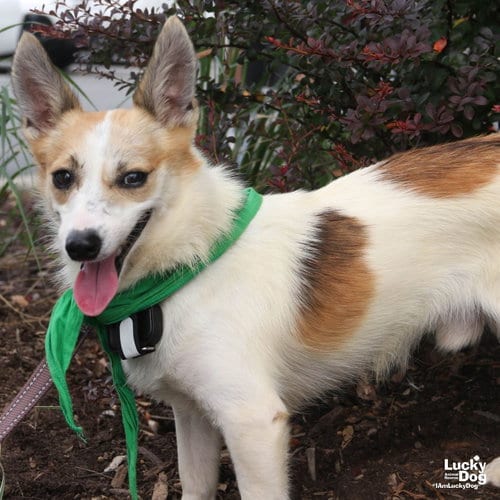 Photo of Rocky, adoptable Jack Russell Terrier in Washington, District of Columbia