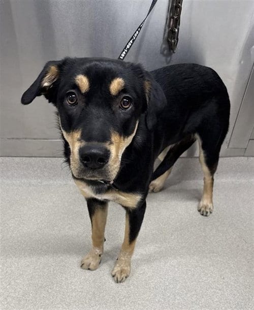 Photo of Bella, adoptable Rottweiler in Fairbanks, Alaska