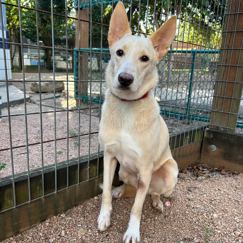 Photo of Trail Mix, adoptable Husky / Retriever, Labrador in Houston, Texas