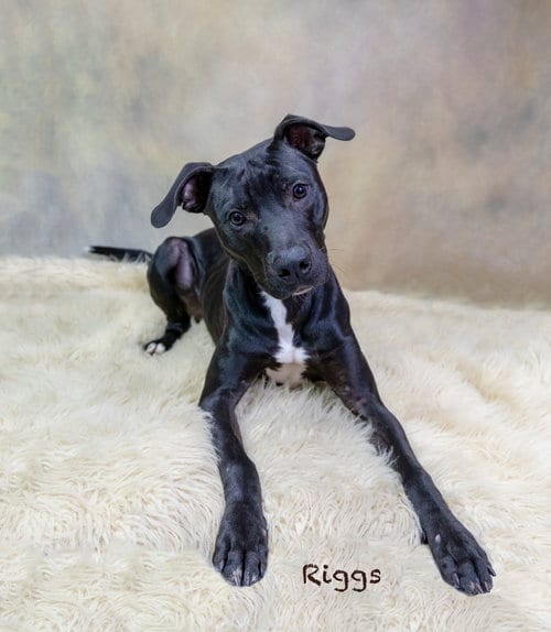 Photo of Riggs, adoptable Pit Bull Terrier in Hot Springs Village, Arkansas