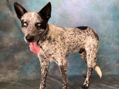 Photo of Sprout, adoptable Australian Cattle Dog/Blue Heeler in Salinas, California