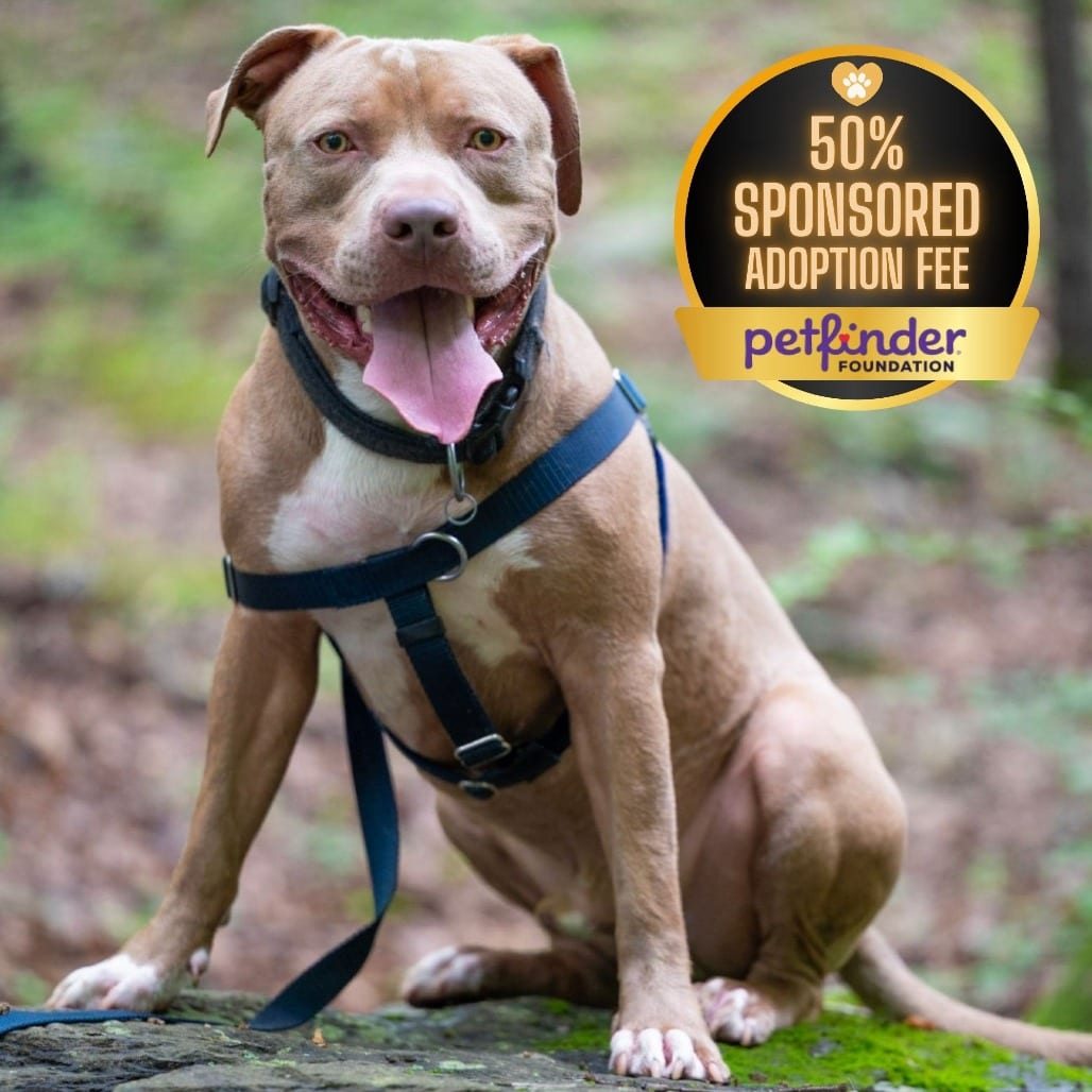 Photo of Rudy, adoptable Terrier, American Pit Bull / Terrier, American Pit Bull in York, Pennsylvania