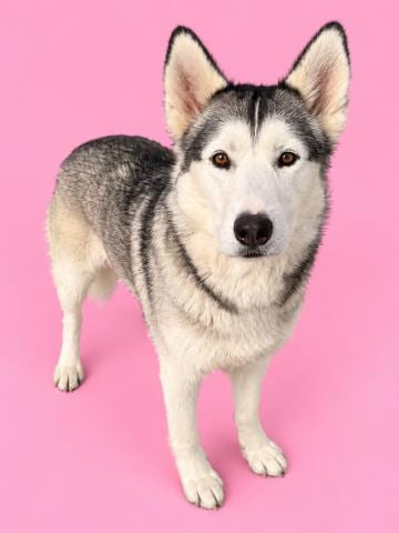 Photo of Whisper, adoptable Siberian Husky in HESPERIA, California