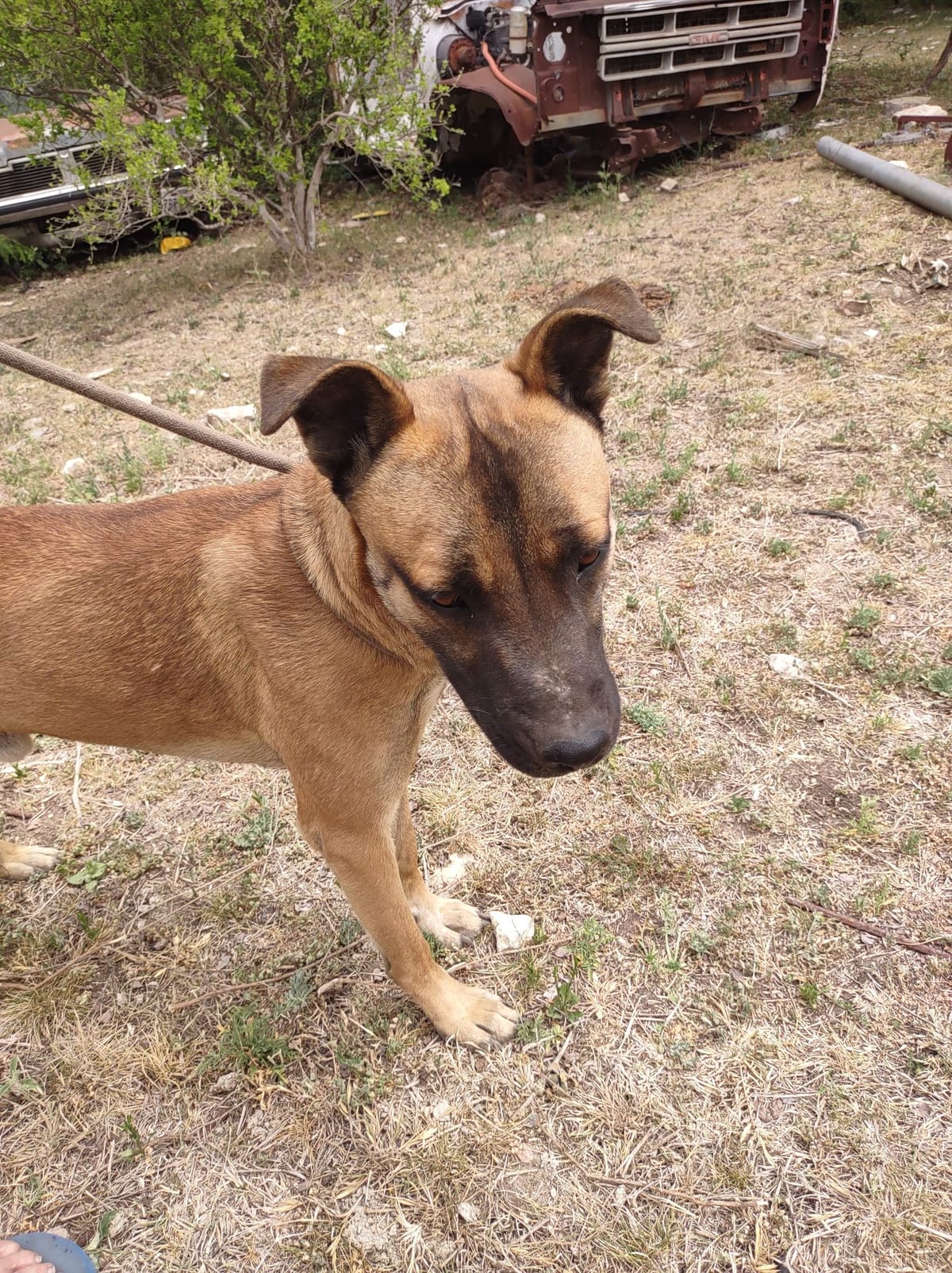 Photo of Rudy, adoptable Belgian Malinois in Kempner, Texas