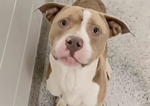 Photo of Bubba, adoptable Pit Bull Terrier in Houston, Texas