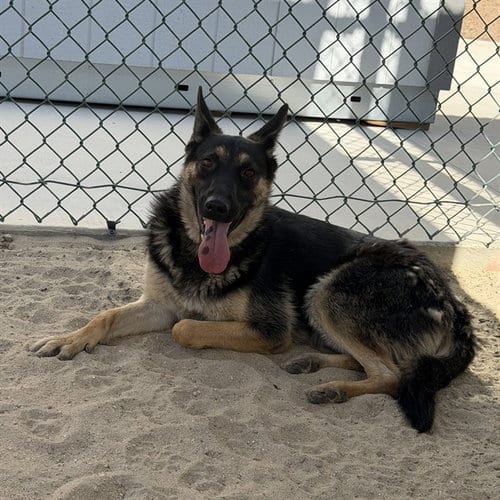 Photo of Bethany, adoptable German Shepherd Dog in Thousand Palms, California