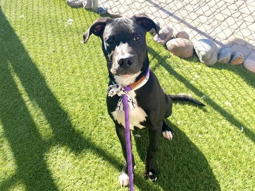 Photo of Zingbot, adoptable American Pit Bull Terrier in Phoenix, Arizona
