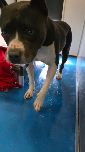 Photo of Lady, adoptable Pit Bull Terrier in Bakersfield, California