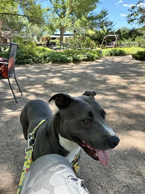 Photo of Emerald Jade, adoptable American Pit Bull Terrier in Albuquerque, New Mexico