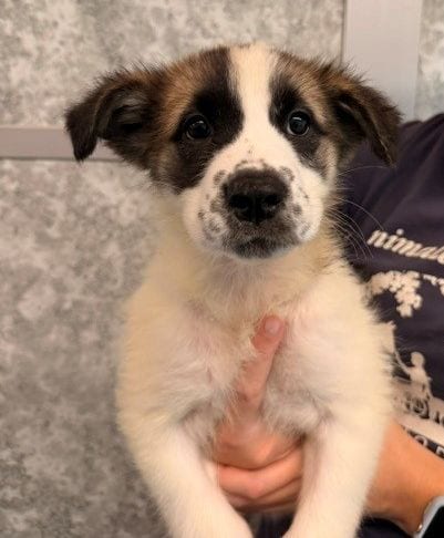 Photo of Holly, adoptable Unknown breed in Rancho Santa Fe, California