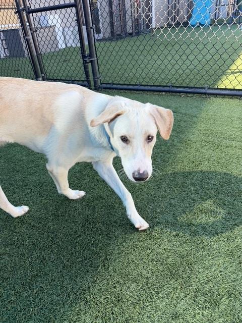Photo of Max, adoptable Mixed Breed