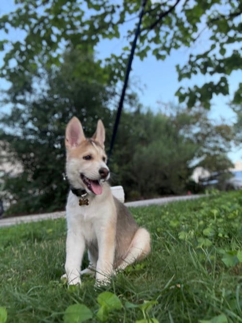 Photo of Togo (Venus Litter), adoptable Husky in Holly Springs, North Carolina
