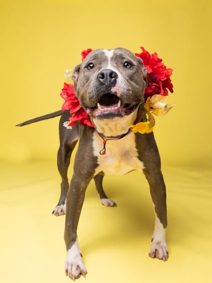 Photo of Malu, adoptable dog in Atlanta, Georgia