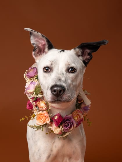 Photo of Glo, adoptable dog in Atlanta, Georgia