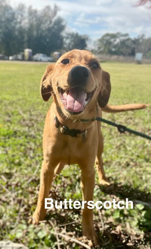 Photo of Butterscotch- as sweet as his name, adoptable Labrador Retriever in Oakhurst, New Jersey