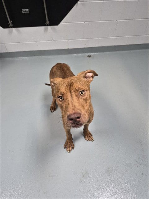 Photo of Tank, adoptable Pit Bull Terrier in St. Cloud, Florida