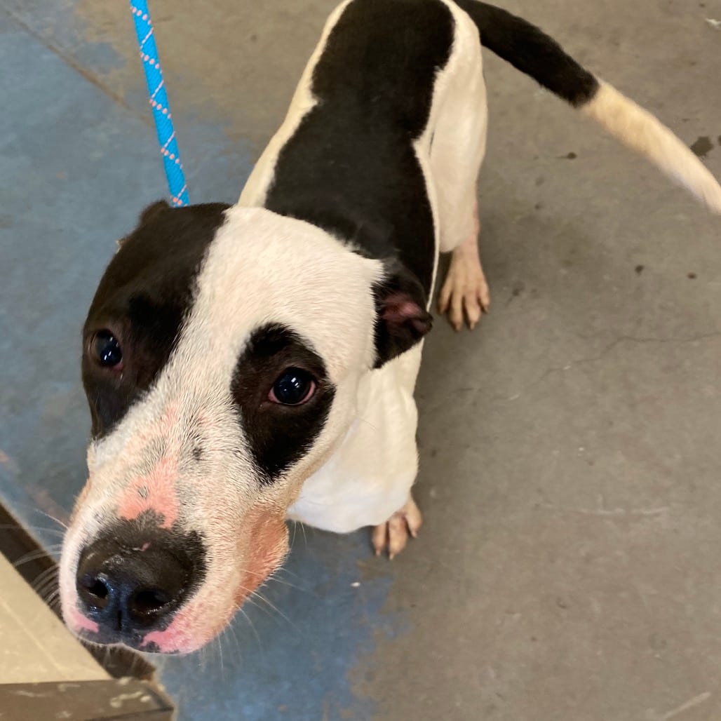 Photo of Chole, adoptable Mixed Breed (Small)