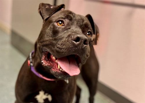 Photo of Leroy Brown, adoptable Pit Bull Terrier in St. Cloud, Florida