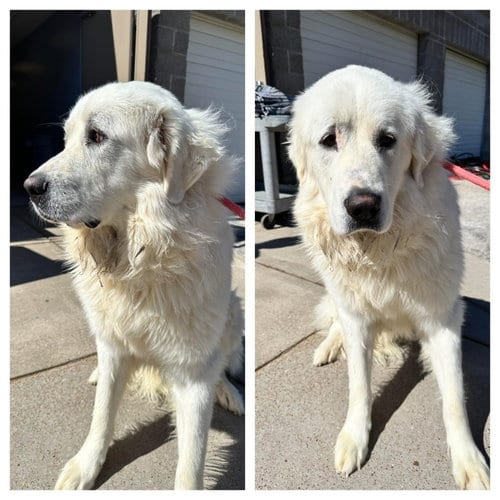 Photo of Tails, adoptable Great Pyrenees in Columbus, Indiana
