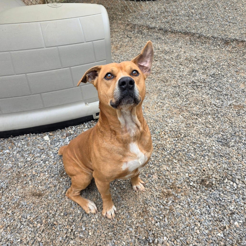 Photo of Stu, adoptable Terrier / Mix