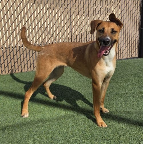 Photo of Ruby, adoptable German Shepherd Dog in Norco, California