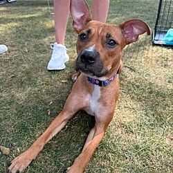 Photo of Coco, adoptable American Pit Bull Terrier American Staffordshire Terrier in St. Clair Shores, Michigan