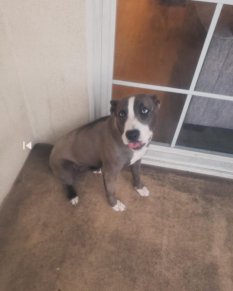 Photo of Kira, adoptable Pit Bull Terrier in Dana Point, California